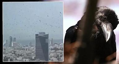 Tel Aviv’de karga paniği! Gökyüzünü kapladılar