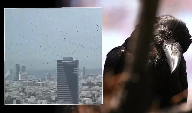 Tel Aviv’de karga paniği! Gökyüzünü kapladılar