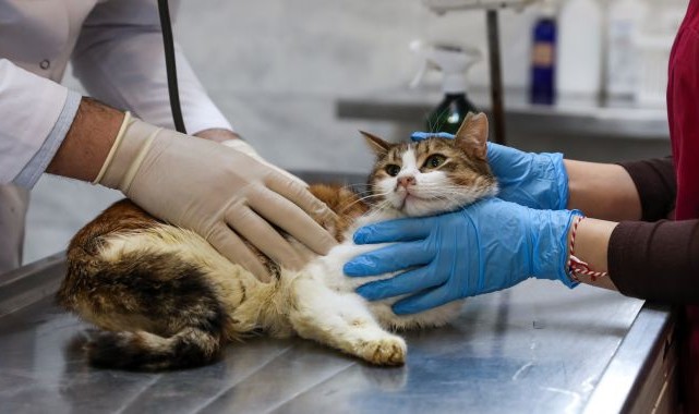 Yaralı kediye Büyükşehir şefkati