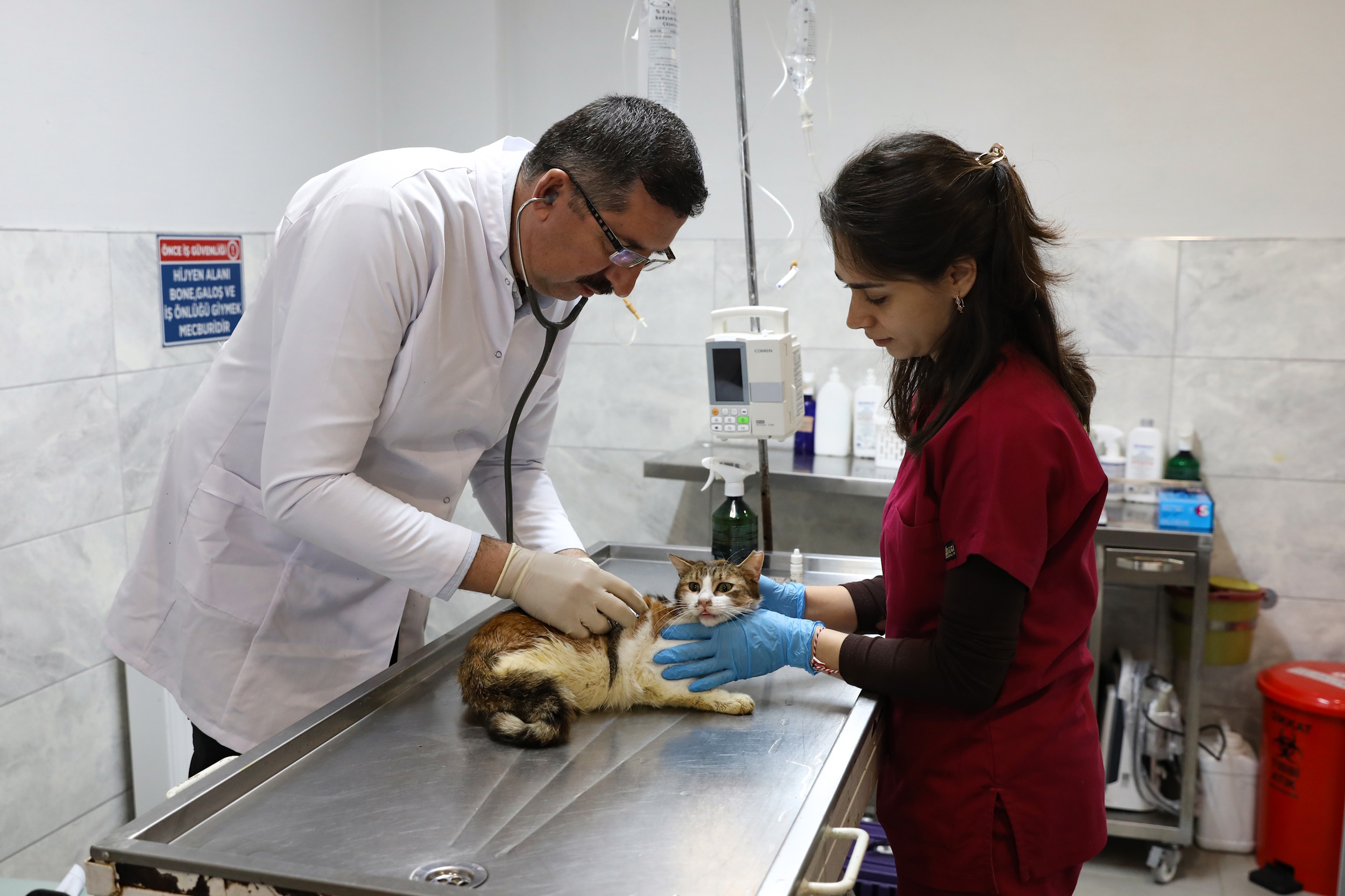 Yaralı kediye Büyükşehir şefkati