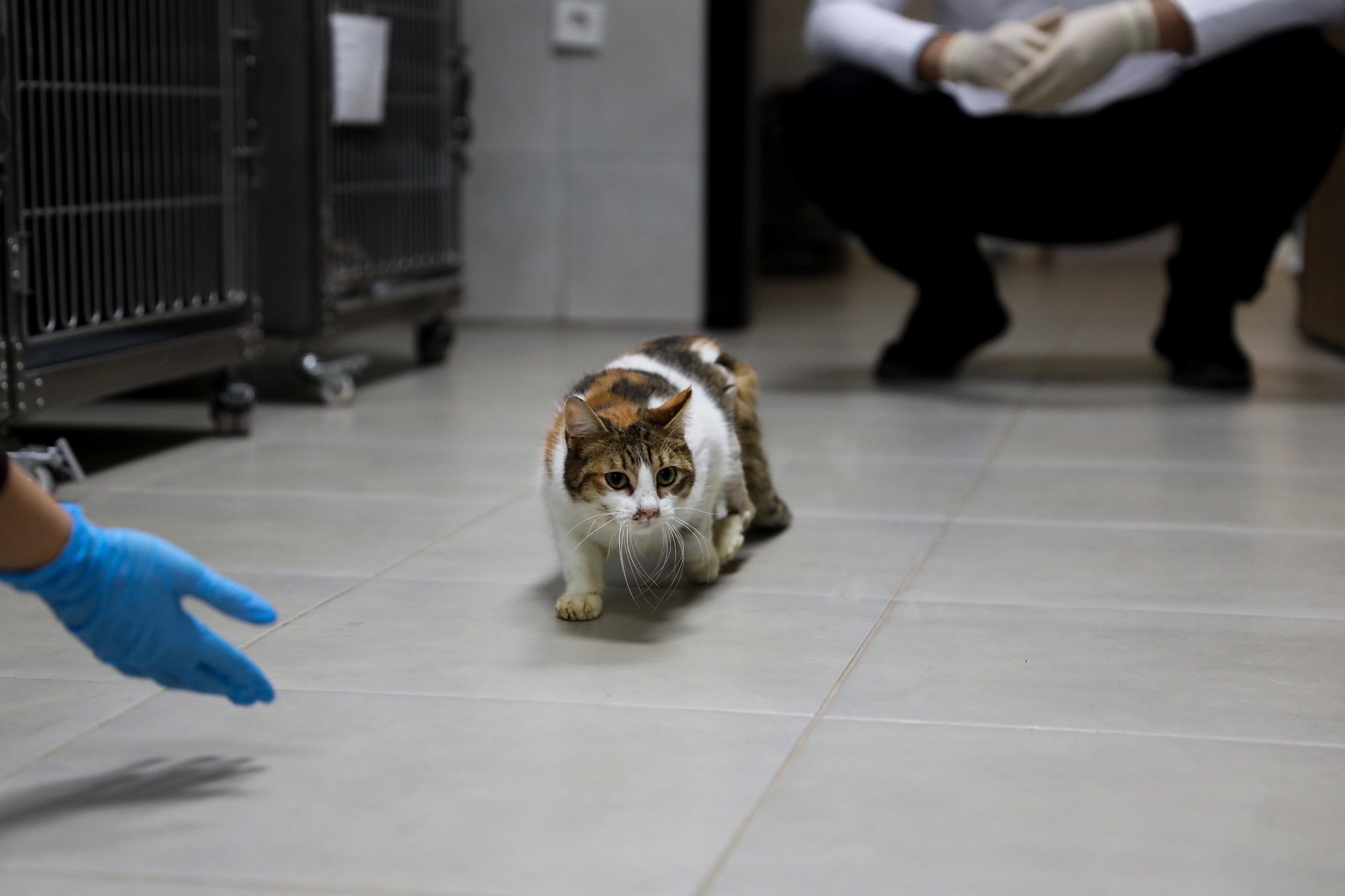 Yaralı kediye Büyükşehir şefkati