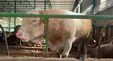 Bursa’da 1 tonluk boğanın fiyatı dudak uçuklattı!