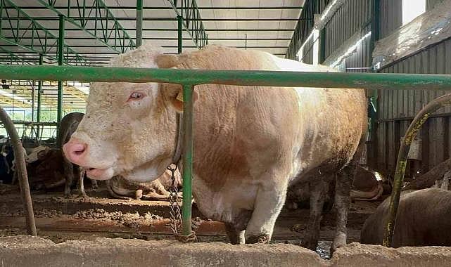 Bursa’da 1 tonluk boğanın fiyatı dudak uçuklattı!