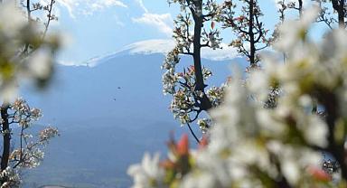 Bursa’da meyve ağaçları çiçek açtı