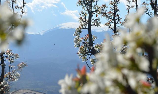 Bursa’da meyve ağaçları çiçek açtı
