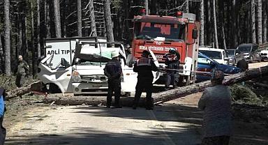 Bursa Uludağ’da akıl almaz olay! Devrilen ağaç can aldı