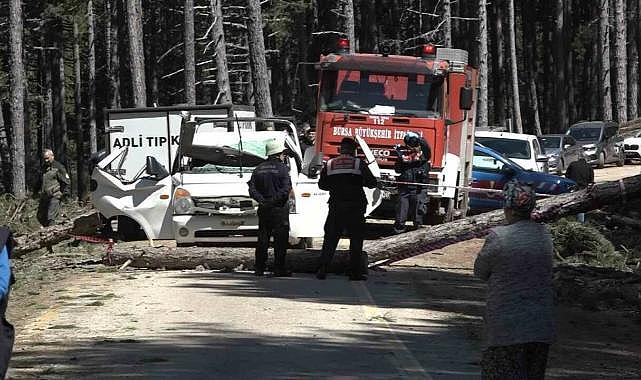 Bursa Uludağ’da akıl almaz olay! Devrilen ağaç can aldı