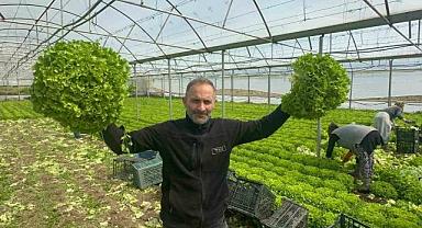 Bursalı çiftçinin yüzü gülüyor!