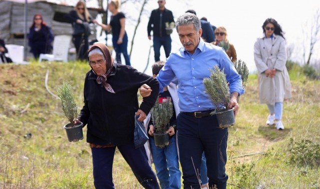 Gemlik Belediyesi Lavanta Bahçesi Kuruyor