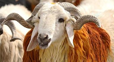 Vekalet yoluyla kurban kesim bedelleri belli oldu