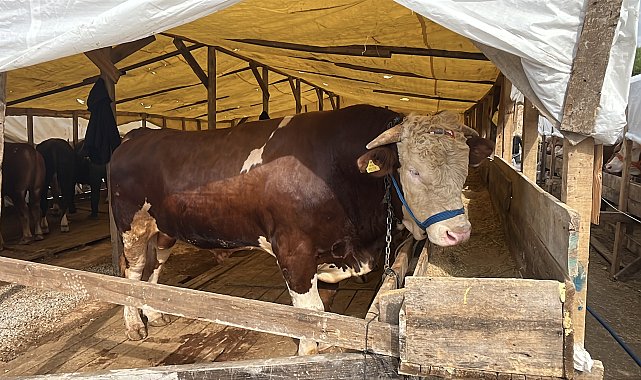 1 tonluk kurbanlık boğa 'Şampiyon', 420 bin TL'den satışa çıkarıldı