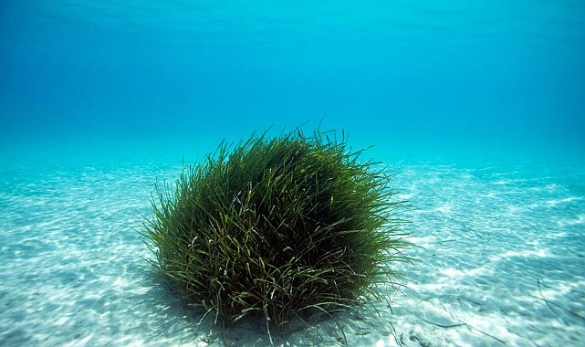 'Bodrum'da 2004 yılından beri bin ila 2 bin hektarlık bir alanda deniz çayırı kaybı var'
