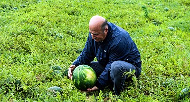 Adana'da sezonun ilk karpuz hasadı başladı; tarlada kilosu 25 TL