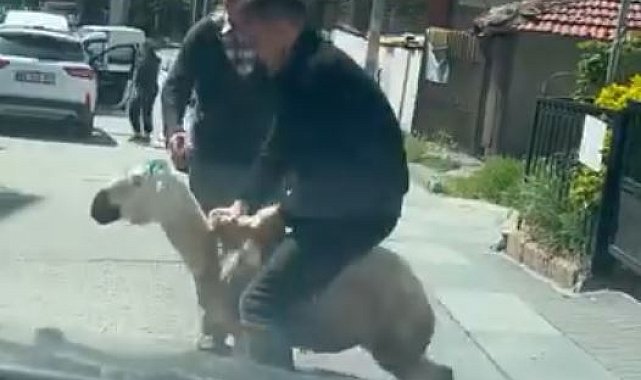 Ankara'da kaçan kurbanlıklar kamerada