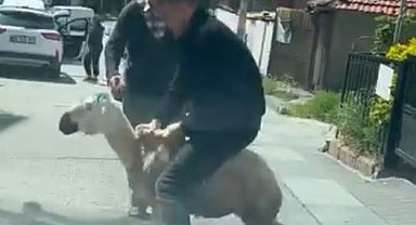 Ankara'da kaçan kurbanlıklar kamerada
