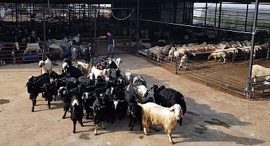 Antalya'da kurbanlık satışında hareketlilik