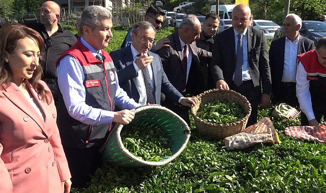 Artvin'de çay hasadı başladı