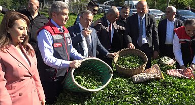 Artvin'de çay hasadı başladı