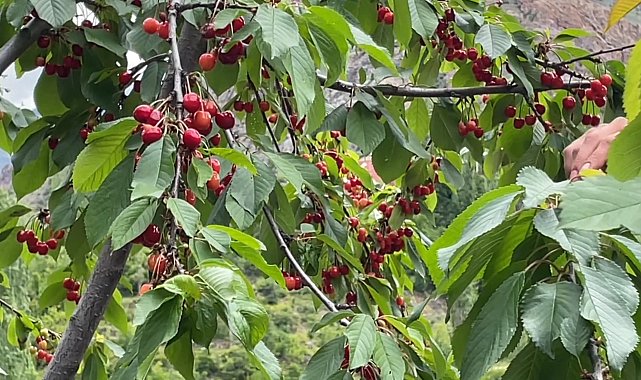 Artvin'de çiftçilerin gecikmeli kiraz mesaisi