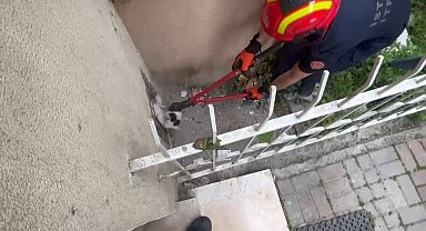 Avcılar'da itfaiyenin 'kedi mesaisi'