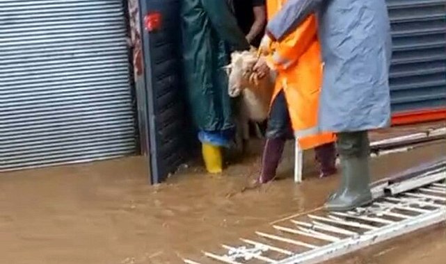 Aydın'da sağanak v e fırtına; mahsur kalan küçükbaş hayvanlar kurtarıldı