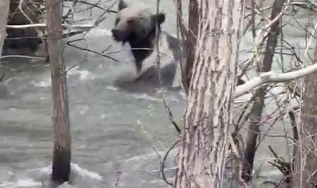 Ayı, derede akıntıya kapılan yavrusunu kurtarırken görüntülendi