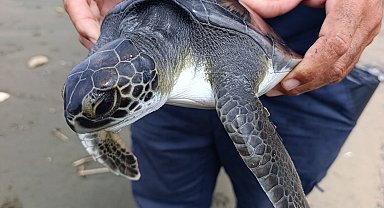 Boynu ve ayağına çuval takılı bulunan yavru deniz kaplumbağası kurtarıldı