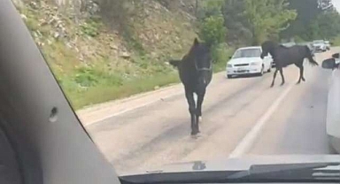 Bursa’da başıboş atlar, trafiği tehlikeye soktu