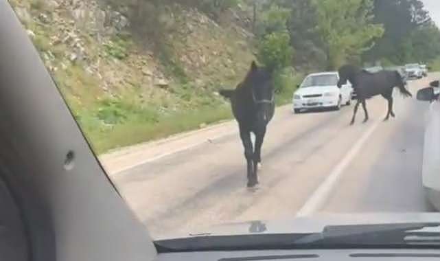 Bursa’da başıboş atlar, trafiği tehlikeye soktu