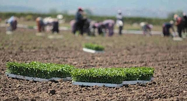 Bursa’da ekim bereketi! Sofraların vazgeçilmezi bu tarladan çıkıyor…