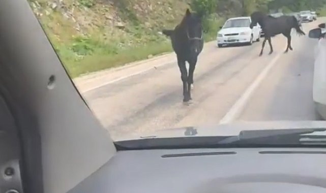 Bursa'da başıboş atlar, trafiği tehlikeye soktu