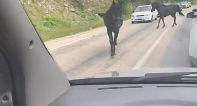 Bursa'da başıboş atlar, trafiği tehlikeye soktu