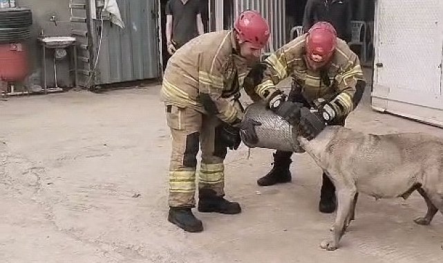 Bursa'de başı hava filtresine sıkışan köpek itfaiye tarafından kurtarıldı