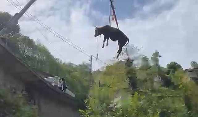 Dere yatağına düşen inek, vinçle kurtarıldı