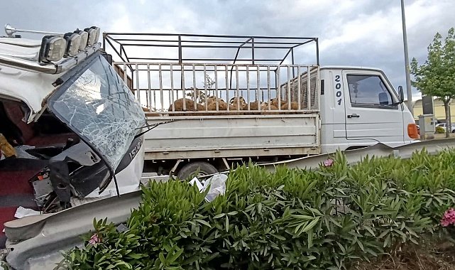 Devrilen kurbanlık yüklü kamyonetin sürücüsü yaralandı