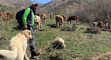 Dronla bozayıları sürüden uzaklaştırdı