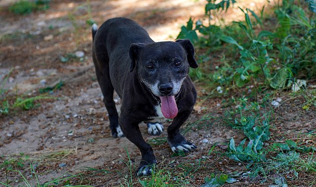 Engelli köpek 'Paytak' için sıcak yuva aranıyor