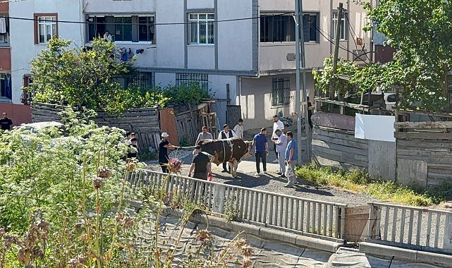 Esenyurt'ta kaçak kurban kesenlere ceza