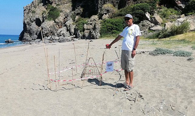 Gazipaşa'da yılın ilk caretta caretta yuvası korumaya alındı