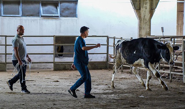 Hayvan yakalama timi, kaçan kurbanlıklar için göreve hazır