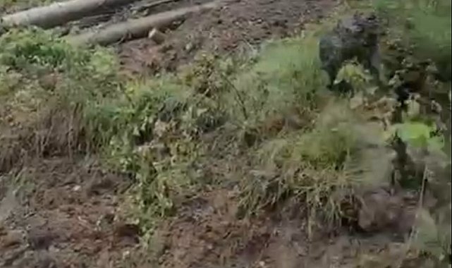 Heyelanda devrilen ağaçlar yolu kapattı