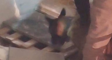 İş yerindeki uyuşturucuyu narkotik köpeği 'Zeus' buldu