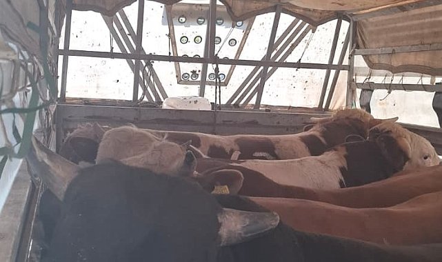 İstanbul'da kaçak kurbanlık denetimi; 626 bin lira para cezası uygulandı