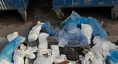 İzmir'de çöp konteynerinin önünde, poşetlerde 33 ölü kedi bulundu