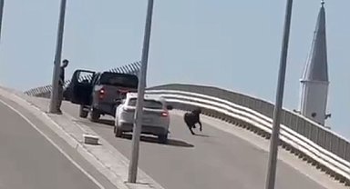 Kaçan keçi, trafiği birbirine kattı
