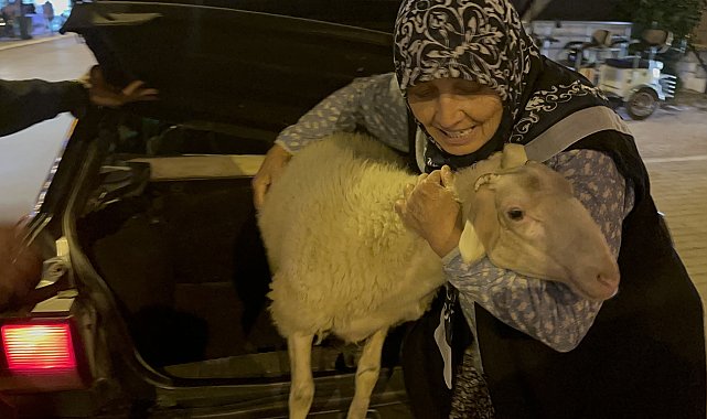 Kaçan kuzuya benzetilen 'Çorap', kurbanlık olmaktan son anda kurtuldu