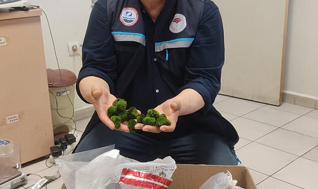 Kapıkule'de yolcu otobüsünde 2 bin 125 canlı yeşil alg ele geçirildi