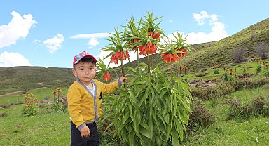 Karlıova'da ters laleler çiçek açtı; ziyaretçiler bölgeye akın etti
