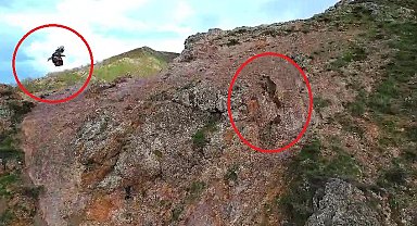 Kartal, ayı ve yavrularını takip etti; o anlar dronla görüntülendi