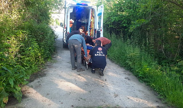 Kastamonu'da bal arısı hastanelik etti